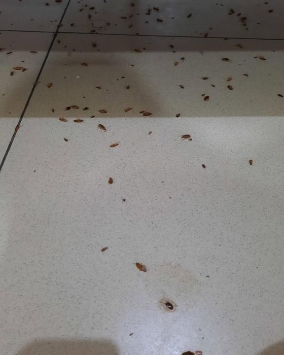 Tez yordam — Klop, Tarakan, Bedbug Dezinfeksiya Navoiy