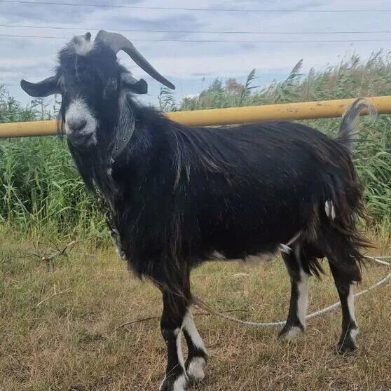 Коза с козлятами.