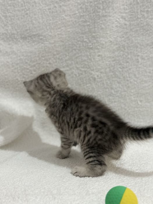 Продается котенок (мальчик)