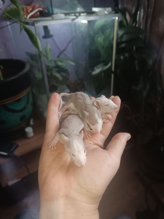 Крысята Даблики ручные