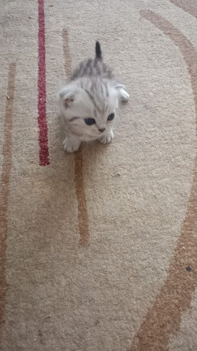 Продам котят скотиш фолд