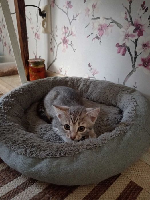 Котенок ищет дом.