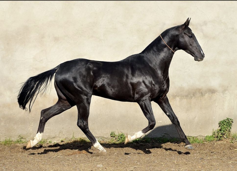 Ахалтикинская лошадь