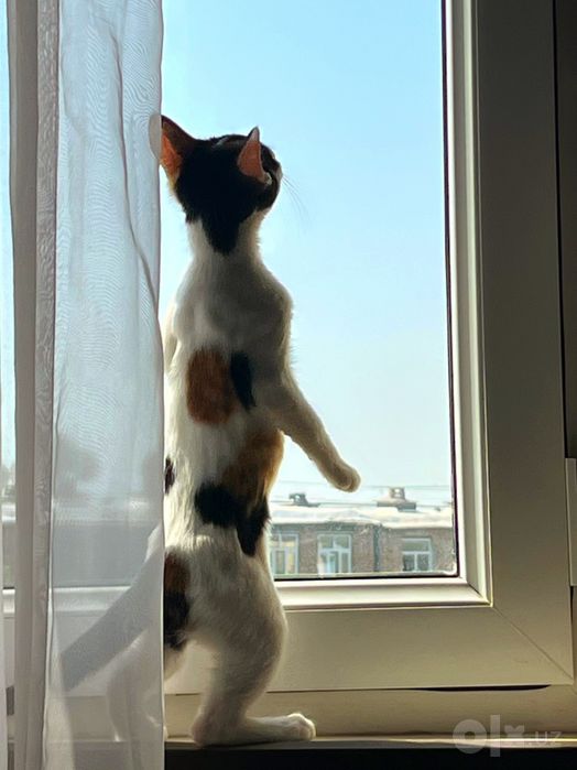 Отдам котёнка с маской Бэтмена