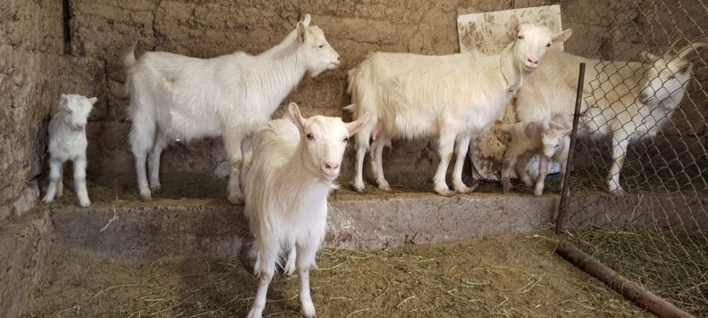 Сүтті ешкілер, Козы молочные