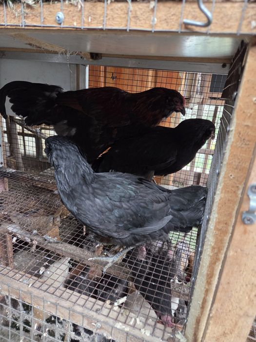 Молодая семья амераукана.