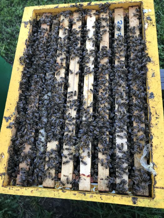 Vând familii de albine pregatite pentru cules, 6-7 rame de puiet !