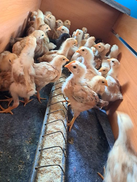 Pui de găină de vânzare