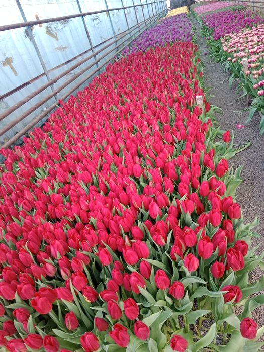 Тюльпаны оптом передзаказ к 8 марта