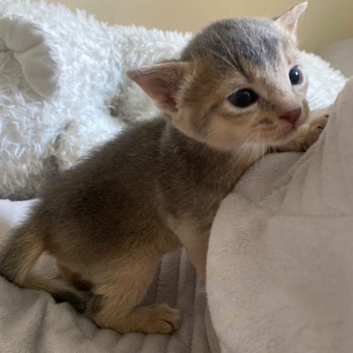 Абесинские котята бронь