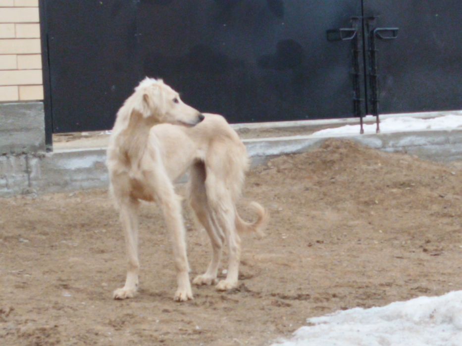 Тазы күшік сатылады