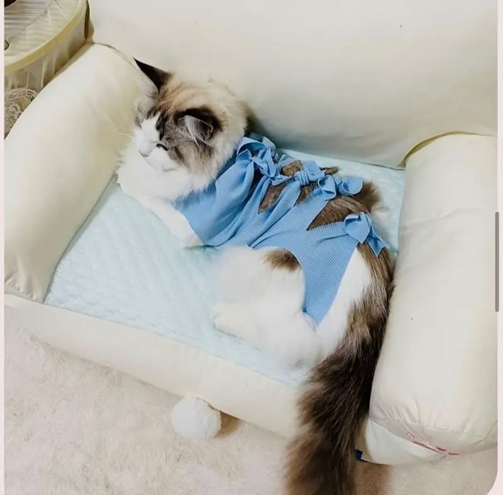 Body recuperare medicală pisici