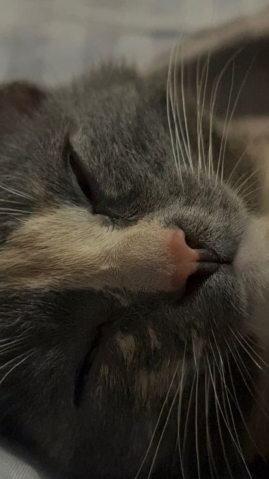 Отдам котёнка (к лотку приучена)