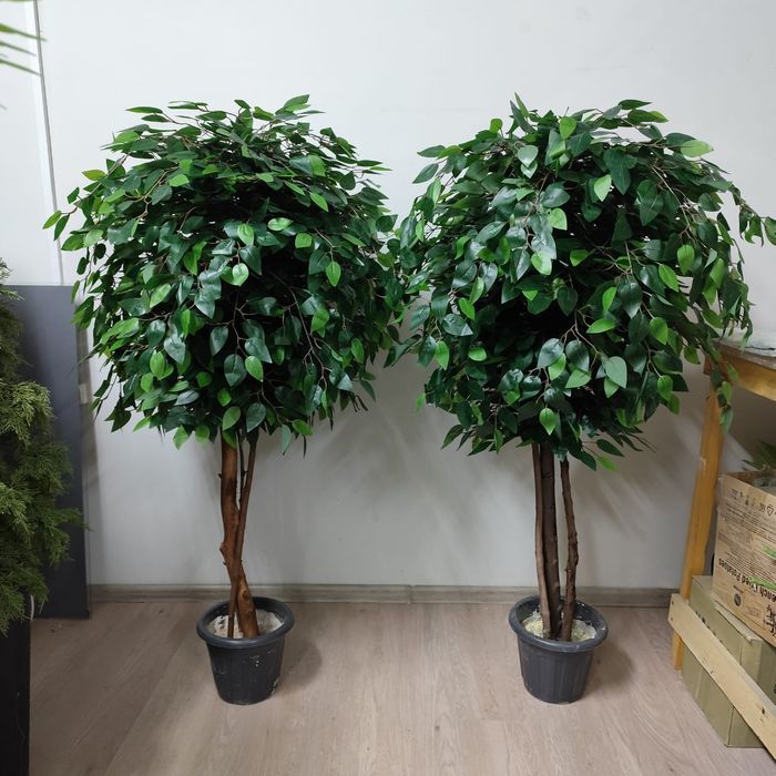 Фикус Бенджамина