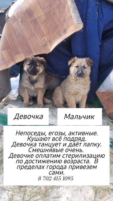 Щенки ищут дом и ответственного хозяина!
