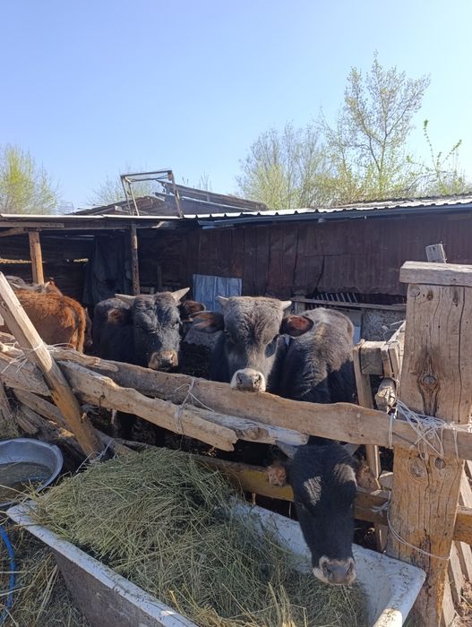 Продам бычки.хорошые