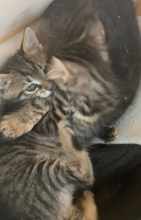 Подарявам котенца