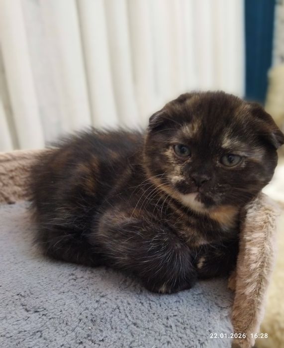 Продается шотландский котёнок