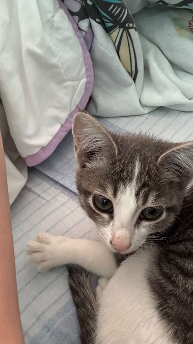 Котенок одам бесплатно