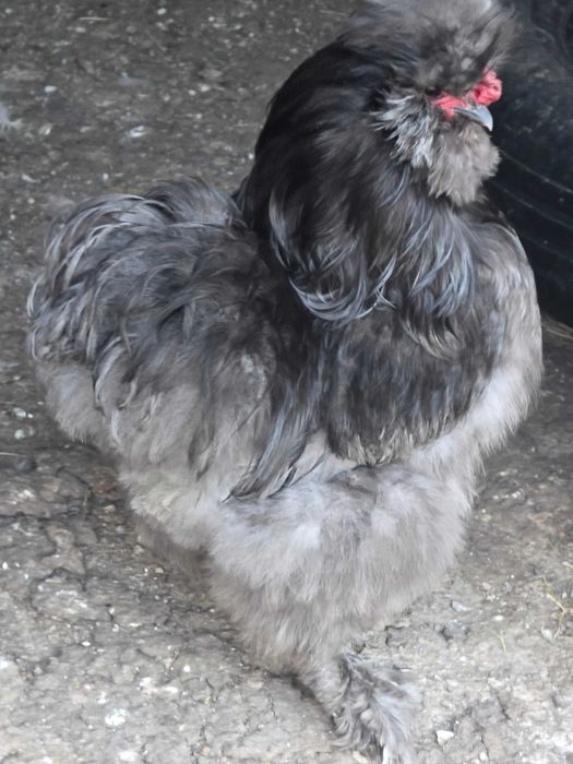 Vand cocoși brahma,matase japoneză si conchinchina