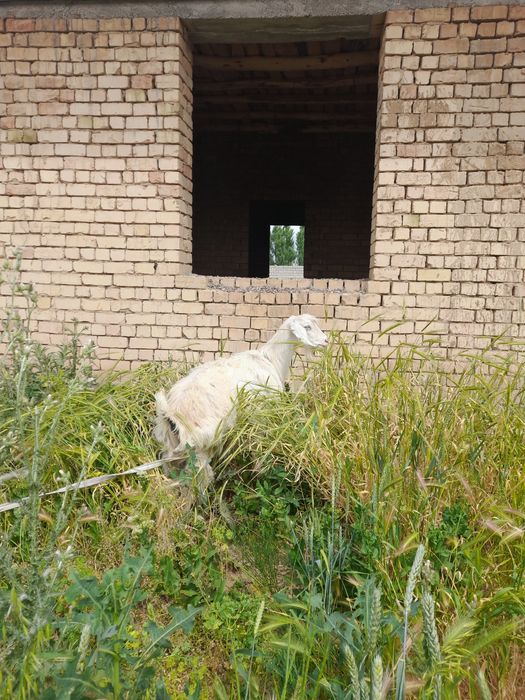 Echki 1ta ona bola. 1ta Ona echki