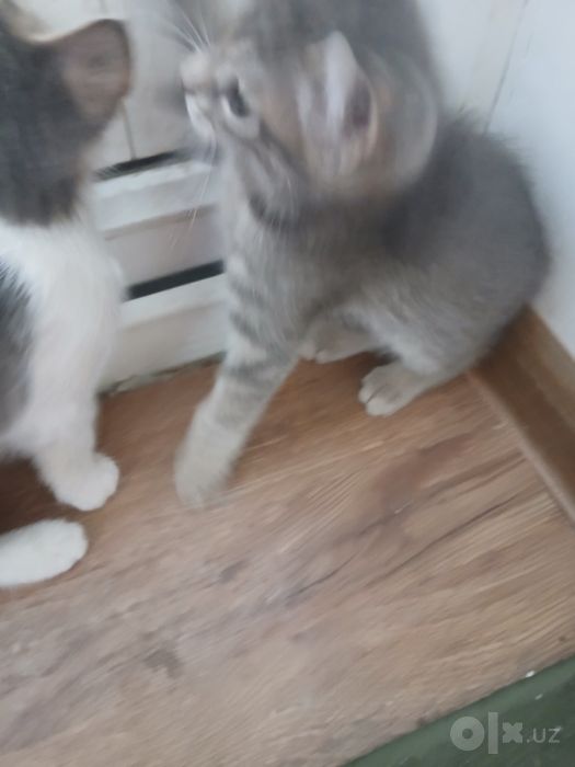 Mushuk bolalari bor tekinga bervoraman