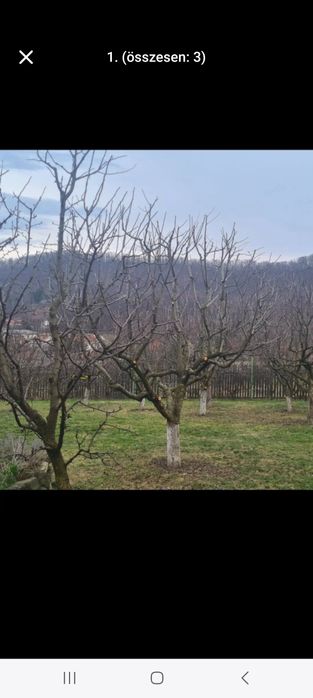 Toaletare Pomii Pomii