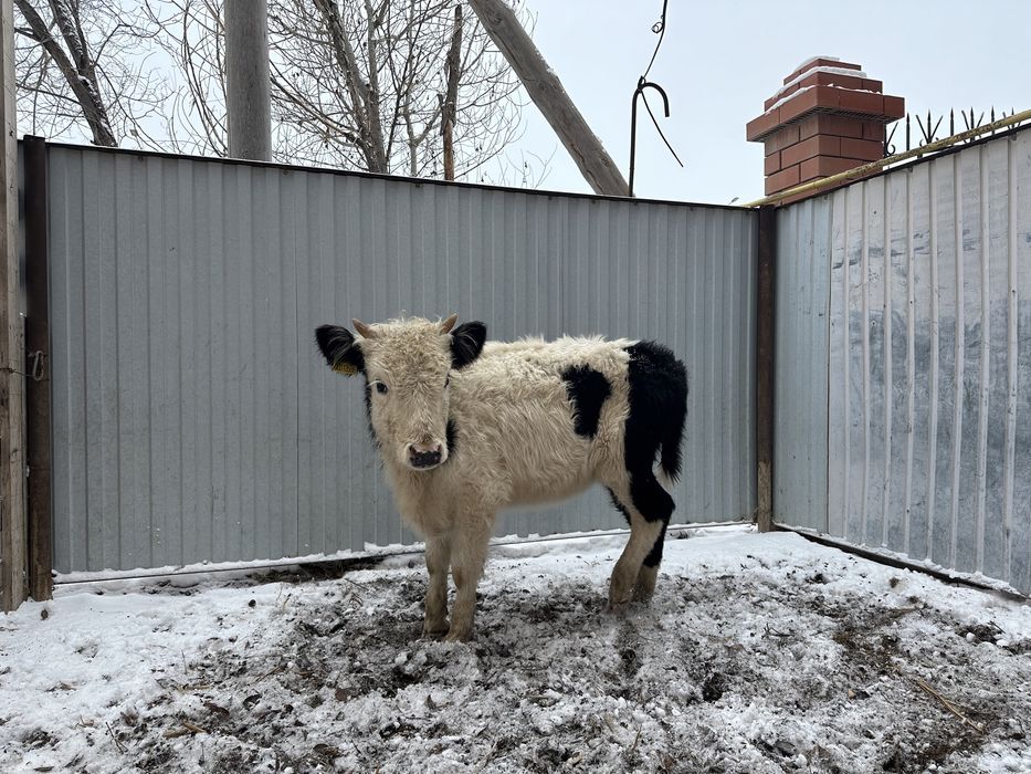 Кашар, Баспак сатылады