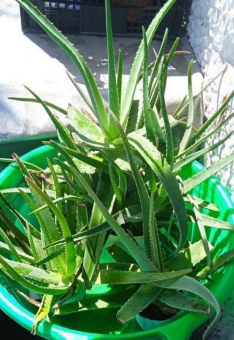 Сок с гелем перекрученный свежий