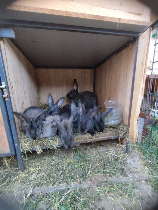 Зайчарници клетки за зайци