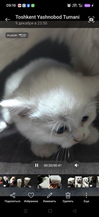 Очаровательный котенок