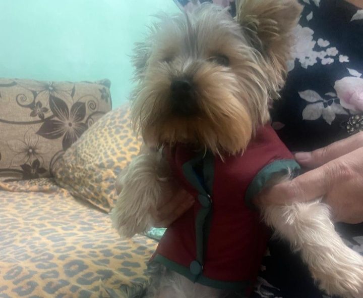 Шъем  веши для сабак