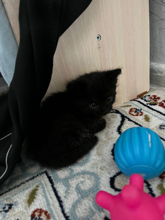 Шотландский Черный котенок