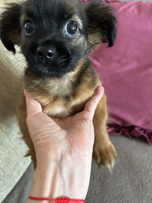 Donez catelusa metis pekinez