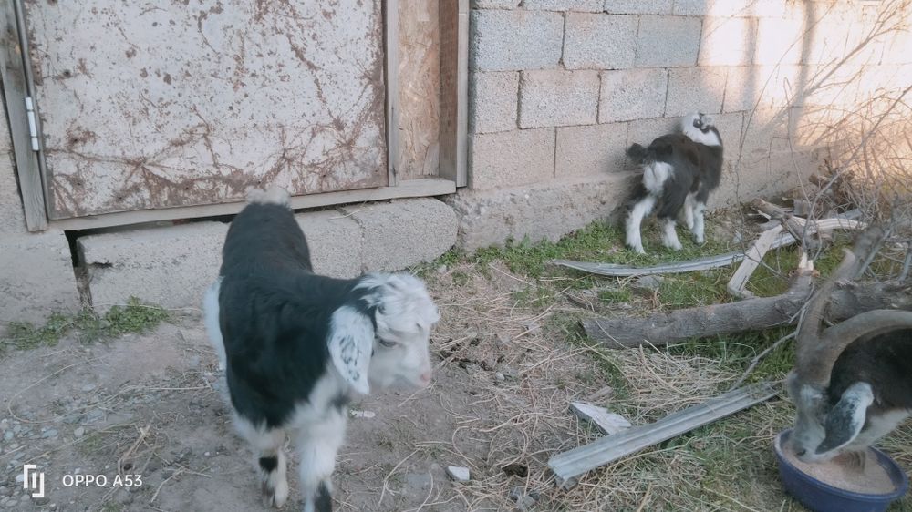 Орыс ешкы сатылады