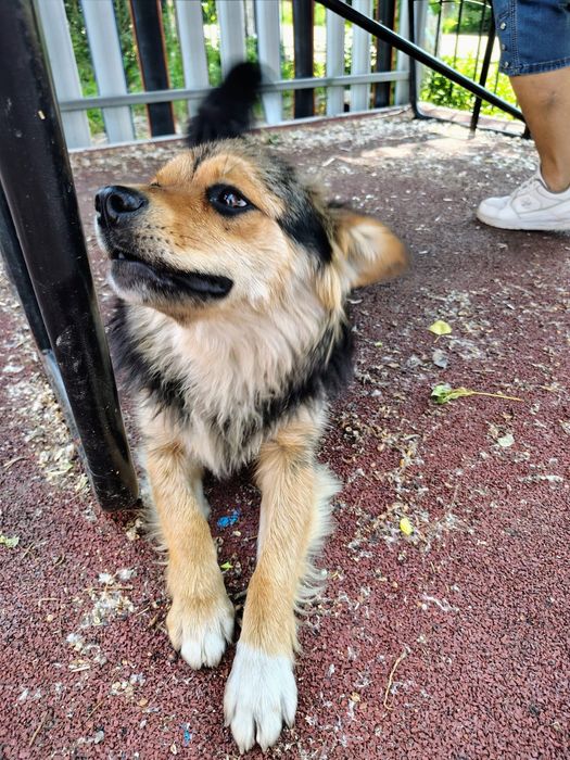 Может это Ваша Каштанка