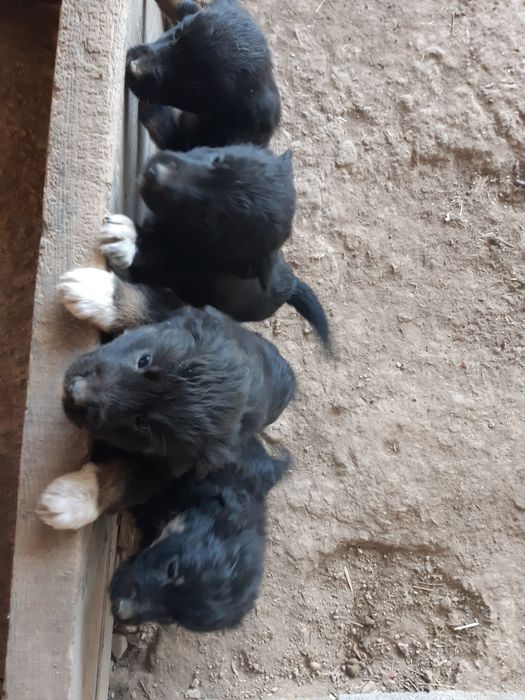 Одам шенят бесплатно