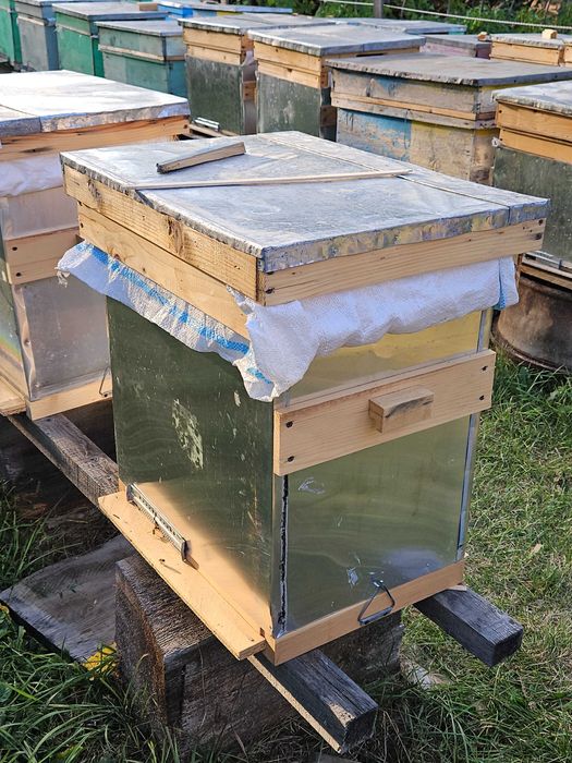 Stupi cu familii de albine din rasa carpatina