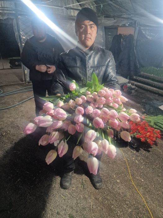 Тюльпаны крупные