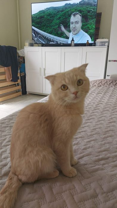 Отдам бесплатно кота