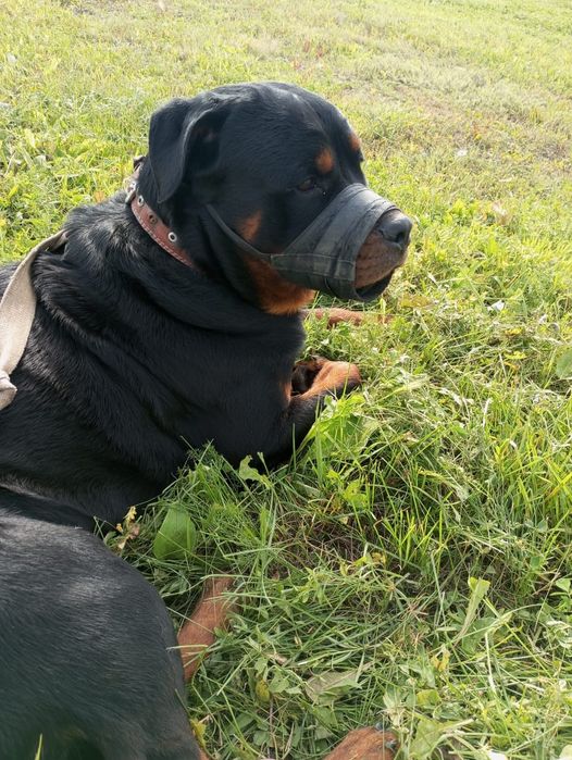 Ротвейлер, вязка, ищет подругу)))