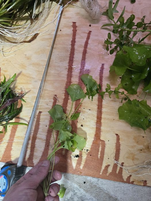 Растения для аквариума