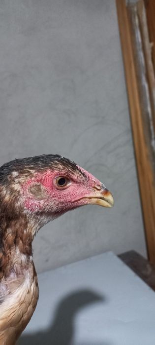 Дакан курочки кореянки,