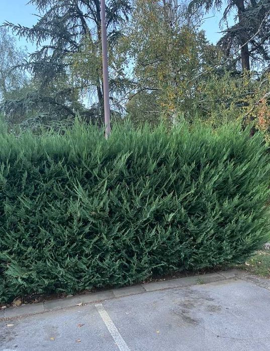 Лейландски кипарис - жив плет за години напред! - с. Недан