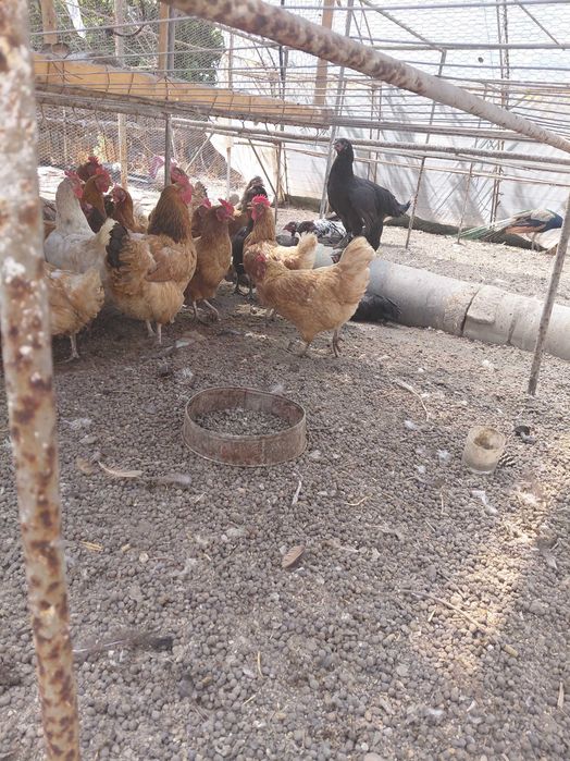 Продавам кокошки , ярки и зайци