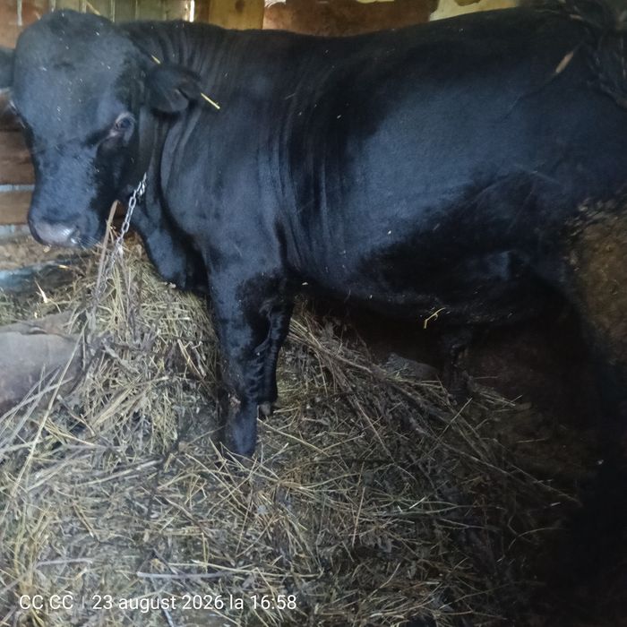Vând Taur Angus 1