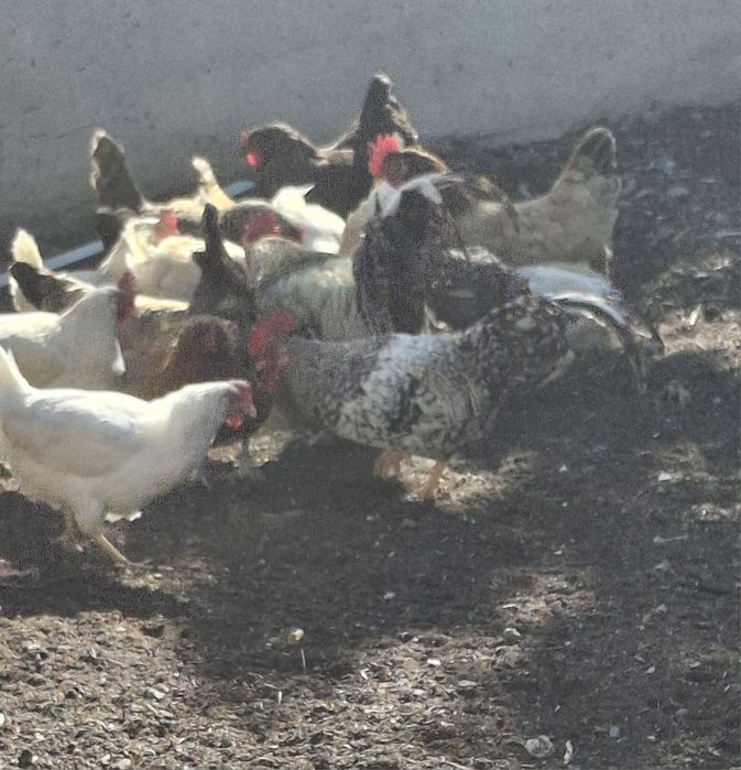Продаю Домашних куреи
