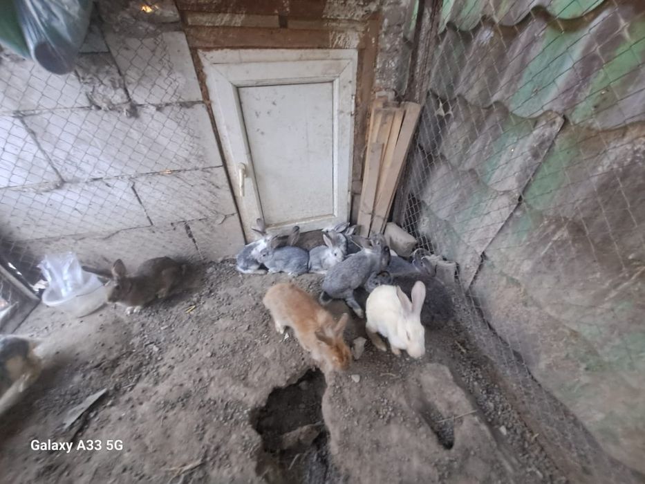 Животные кролики