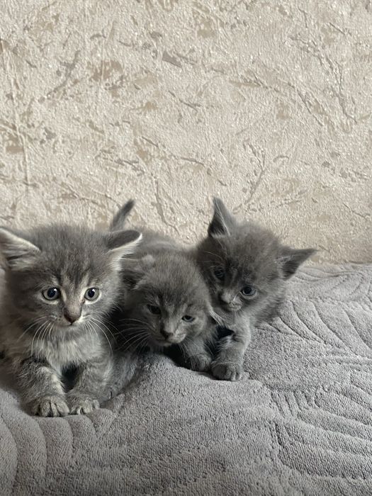 Продам Котят британцев
