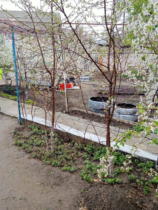 Деревья абрикос и сливы